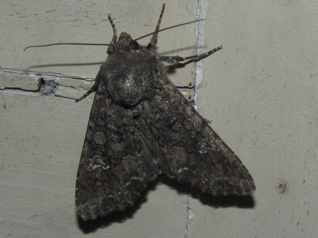 Noctuidae? da ID. Mamestra brassicae